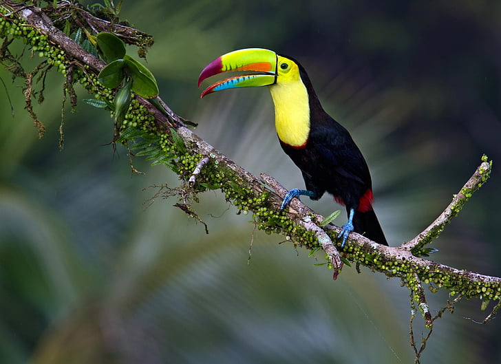 animales, arbol, ave, tucan, Tapety HD