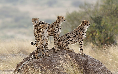 Cheetahs, cats, group of cheetah, cheetahs, cats, family, hill, grass, HD wallpaper HD wallpaper