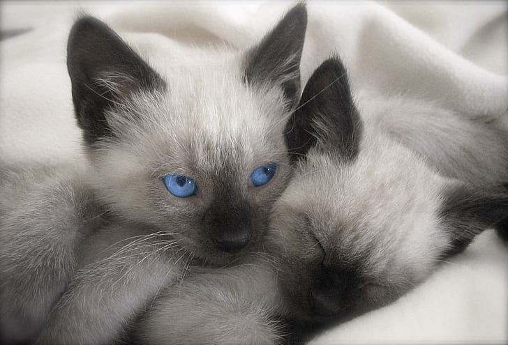Мои два сиамских котенка, два персидских кота, кошки, животные, голубые глаза, сиамские котята, HD обои