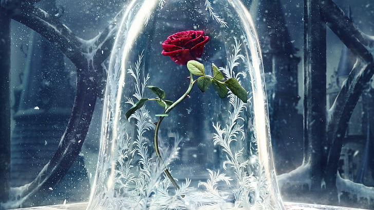 fantasy, flower, rose, red rose, winter, frost, cold, freeze, HD wallpaper