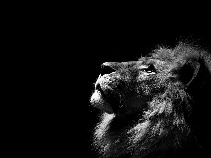 grayscale photo of lion animal, lion, monochrome, animals, HD wallpaper