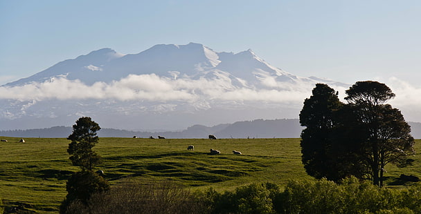 mountain surrounded by green grass and tress, sheep, mount ruapehu, sheep, mount ruapehu, Sheep, Front, Mount Ruapehu, mountain, green grass, tress, Mount Doom, New Zealand, Tongariro National Park, clouds, favorite, honeymoon, sign, sky, trees, vacation, nature, landscape, scenics, tree, outdoors, HD wallpaper HD wallpaper