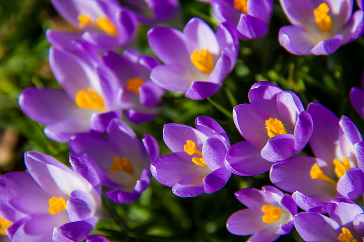 紫の花びらの花、クロッカス、クロッカス、クロッカスのベッドの写真を閉じる、 HDデスクトップの壁紙