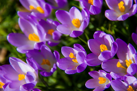 紫の花びらの花、クロッカス、クロッカス、クロッカスのベッドの写真を閉じる、 HDデスクトップの壁紙 HD wallpaper