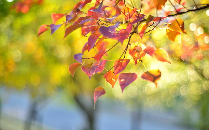 Nature, branch, red leaves, autumn, blur, Nature, Branch, Red, Leaves, Autumn, Blur, HD wallpaper