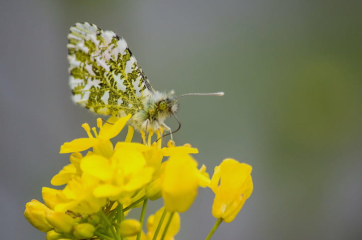 yellow petaled flowers selective focus photo, orange, orange, Orange Tip, Aurore, Explore, yellow, selective focus, photo, Anthocharis cardamines, butterfly, flower, dof, nikon  d3200, lagan, belfast, northern  ireland, papillon, Mariposa, 蝴蝶, bokeh, insect, nature, summer, close-up, butterfly - Insect, HD wallpaper