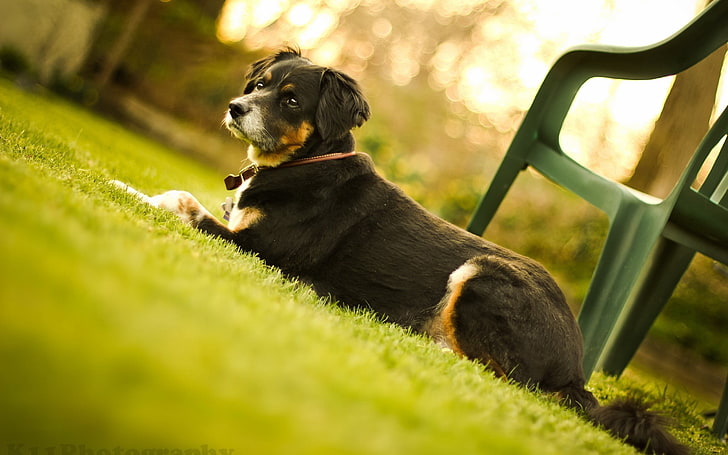 adult black and brown beauceron, dog, muzzle, lie down, chair, grass, HD wallpaper