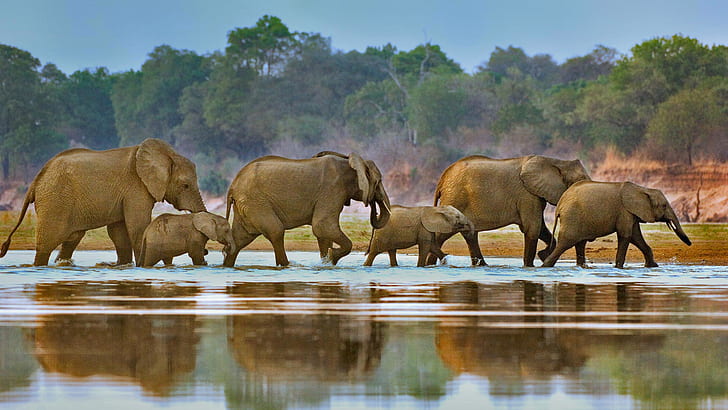 река, Африка, слоны, стадо, Луангва, Замбия, HD обои