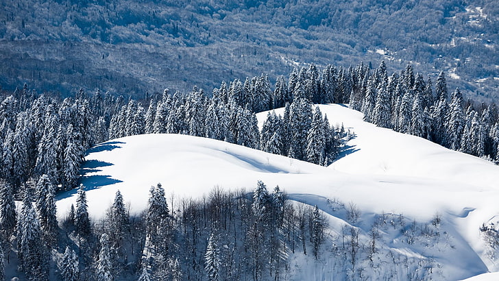 paisaje, naturaleza, pinos, árboles, nieve, invierno, Fondo de pantalla HD
