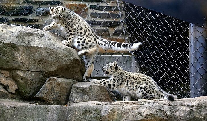 stones, the game, kittens, snow leopard, aviary, HD wallpaper