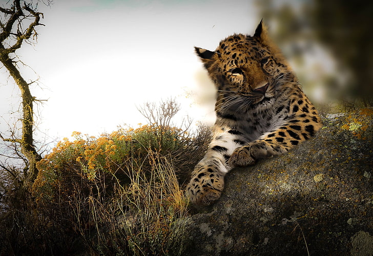 big cats, animals, leopard, wildlife, HD wallpaper