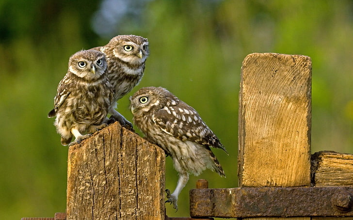 three brown-and-beige owls, owl, birds, nature, HD wallpaper