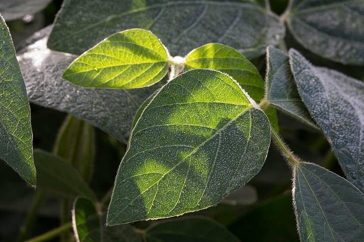 green leaves lot, soybeans, soybeans, High Oleic, green leaves, lot, high-oleic, Indiana, leaf, soybean, Veedersburg, United States, nature, plant, close-up, backgrounds, green Color, freshness, HD wallpaper