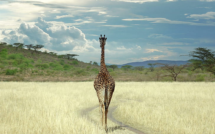 Wspaniała żyrafa, żyrafa, zwierzęta, safari, afryka, przyroda, dzicz, Tapety HD