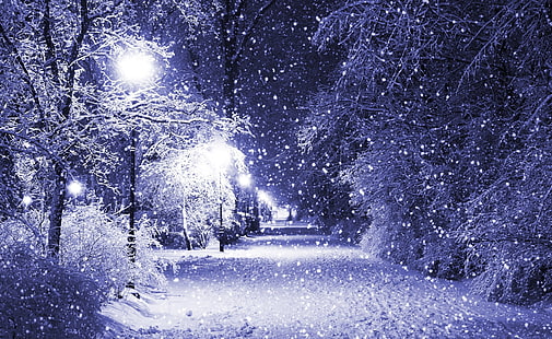 Noc zimowa, szare drzewa, pory roku, zima, sezon zimowy, sceneria zimowa, noc zimowa, Tapety HD HD wallpaper