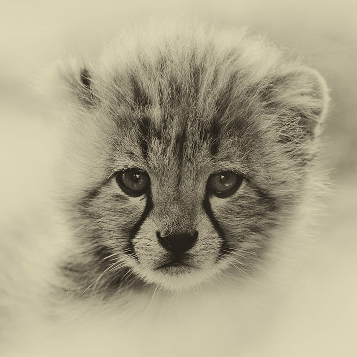 lion cub, Cheetah, lion cub, gepard, big  cat, katze, raubtier, predator, cubs, feline, zoo, tierpark, kitten, kittens, nikon  d7000, animal, undomesticated Cat, mammal, cute, nature, domestic Cat, fur, carnivore, HD wallpaper