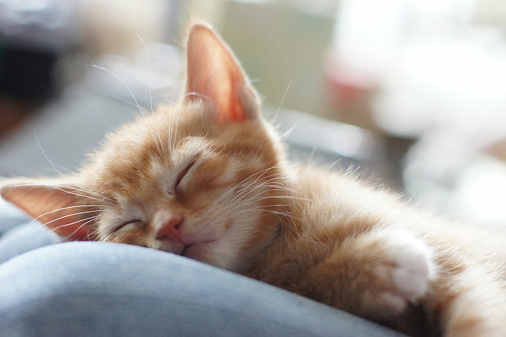 оранжево коте спи, сънливо време, оранжево, коте, котенца, sony, a560, f1.4, заспало, сънища, мирно, домашна котка, домашни любимци, животно, сладко, домашни животни, котешки, бозайник, HD тапет