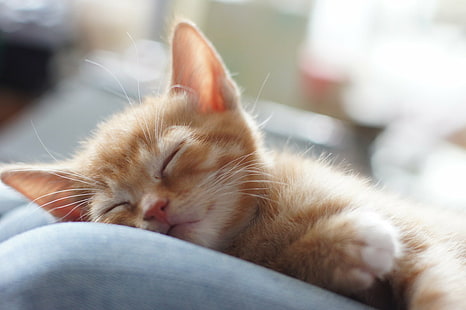оранжевый котенок спит, сонное время, апельсин, котенок, котята, sony, a560, f1.4, спит, мечтает, мирный, домашний кот, домашние животные, животные, милые, домашние животные, кошачий, млекопитающее, HD обои HD wallpaper