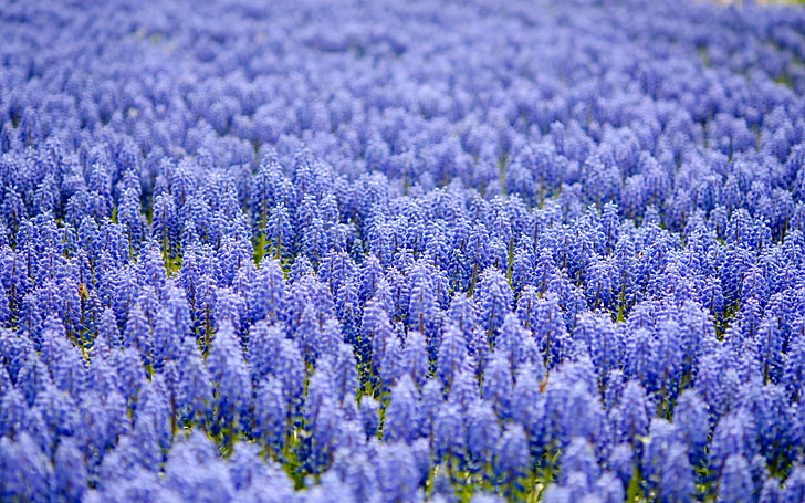 tempat tidur bunga eceng gondok, muscari, biru, bidang, banyak, kabur, Wallpaper HD
