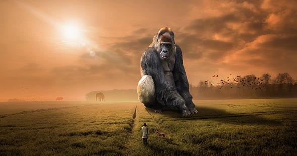 Gorilla, landskap, kvinna, solnedgång, gryning, dröm, apa, 5K, HD tapet HD wallpaper
