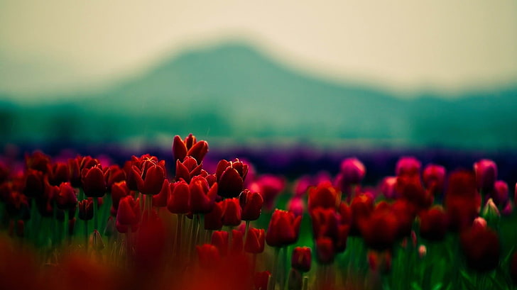 красные тюльпаны, цветы, HD обои