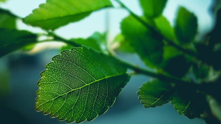green leafed plant, macro shot of green leaves, photography, macro, nature, leaves, branch, HD wallpaper