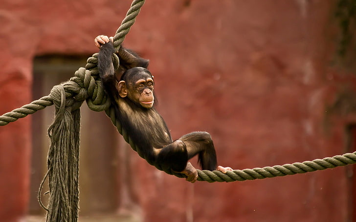 brown monkey, monkey, rope, entertainment, HD wallpaper