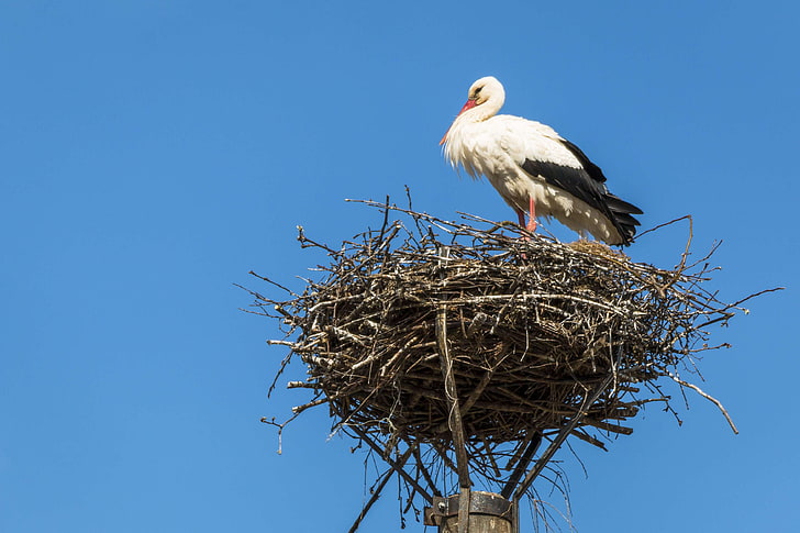 bird, nature, nest, rattle stork, storchennest, stork, storks, HD wallpaper