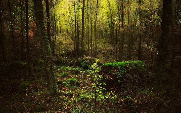 Forest grove-Landscape HD Wallpaper วอลล์เปเปอร์ป่า, วอลล์เปเปอร์ HD