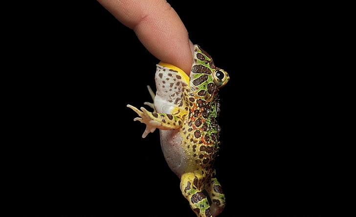 funny fingers frogs amphibians 1679x1024  Animals Frogs HD Art , funny, fingers, HD wallpaper