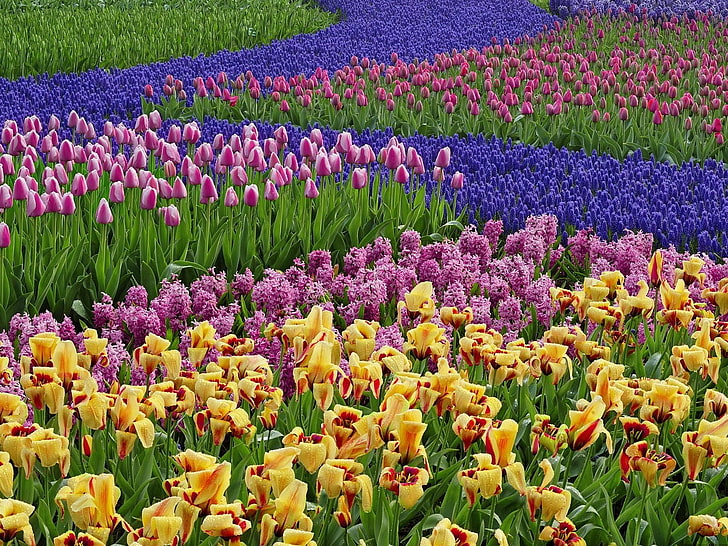 champ de tulipes et de jacinthes de couleurs assorties, tulipes, jacinthes, muscari, fleurs, beaucoup, parterre de fleurs, dessin, Fond d'écran HD