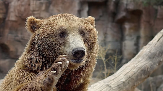 갈색과 검은 색 짧은 코팅 개, 곰, 자연, 동물, HD 배경 화면 HD wallpaper
