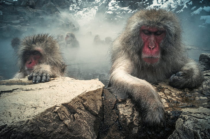 Japanese macaques, monkeys, red face ape illustration, rocks, mountains, monkeys, steam, wool, Japanese macaques, HD wallpaper