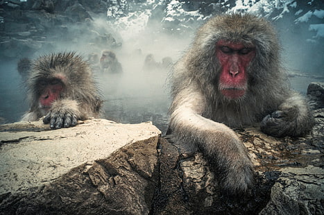 Japanese macaques, monkeys, red face ape illustration, rocks, mountains, monkeys, steam, wool, Japanese macaques, HD wallpaper HD wallpaper