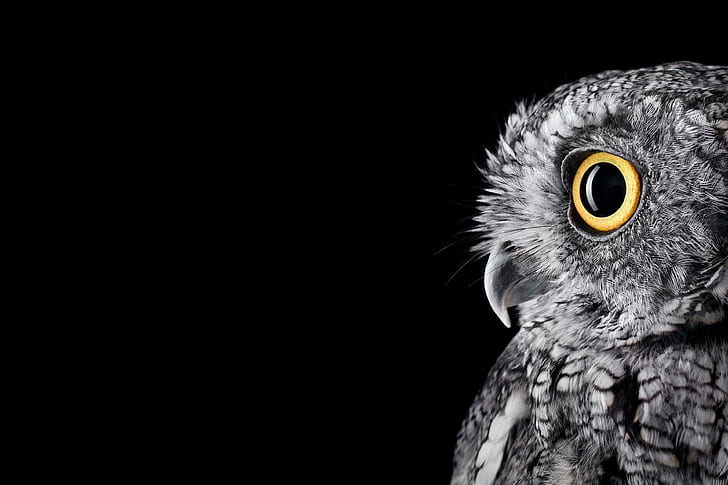 latar belakang jendela owl 4k, Wallpaper HD