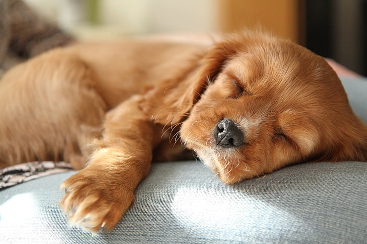 brown puppy, sleep, baby, red, cute, puppy, Spaniel, HD wallpaper