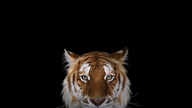 фотография, тигър, прост фон, големи котки, бенгалски тигри, дива природа, HD тапет