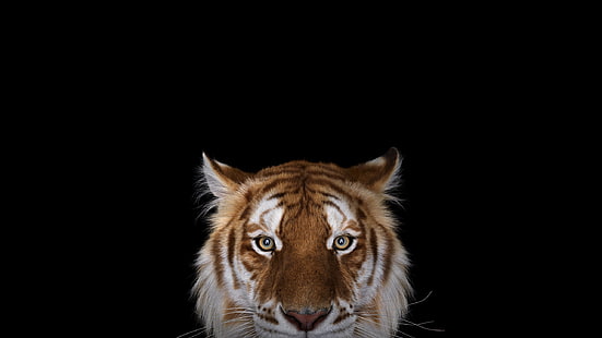 fotografie, tiger, einfacher hintergrund, große katzen, bengalische tiger, wild lebende tiere, HD-Hintergrundbild HD wallpaper