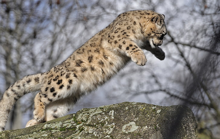baby, cat, jump, leopard, snow, wild, HD wallpaper