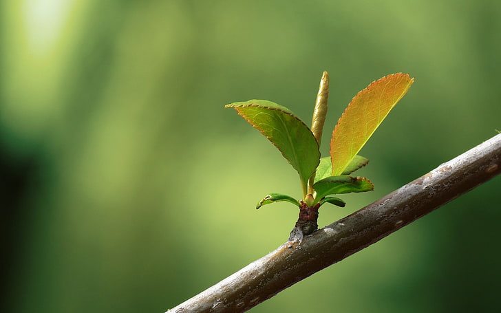 grüne Blätter, Blätter, Zweig, HD-Hintergrundbild