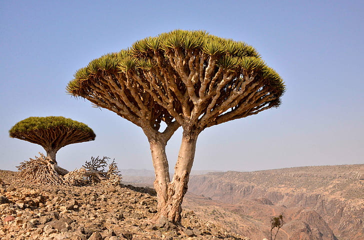 ต้นไม้สีน้ำตาลและสีเขียวบนผืนดินแห้งต้นเลือดมังกรเกาะโซโคตร้าสีน้ำตาลต้นไม้สีเขียวดินแดนที่แห้งแล้งตะวันออกกลางเกาะโซโคตราเยเมนต้นเลือดมังกร Dracaena cinnabari ภูมิทัศน์ธรรมชาติทะเลทรายต้นไม้แห้งแห้งแล้งสภาพภูมิอากาศ , แอฟริกา, พืช, วอลล์เปเปอร์ HD