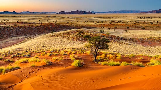 природа, пейзаж, планини, растения, дървета, пясък, пустиня, дюни, залез, Намибия, HD тапет HD wallpaper