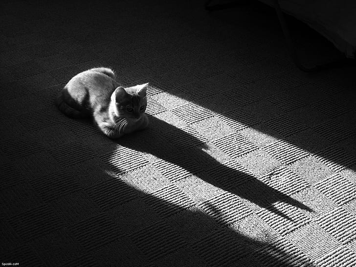 gatto, felino, ombra, Sfondo HD