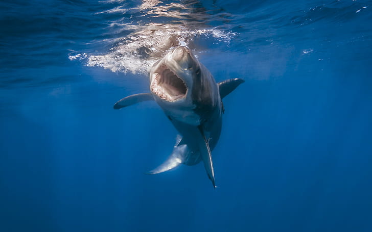 ฉลาม, น่าทึ่ง, ฉลามวาฬ, สัตว์มหัศจรรย์, ธรรมชาติ, ทะเล, ปลาฉลาม, วอลล์เปเปอร์ HD