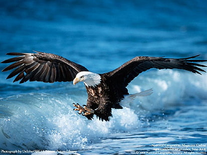 Incredible Eagle - Best, Bald eagle, Animals,, eagle wallpapers, water, flying, HD tapet HD wallpaper
