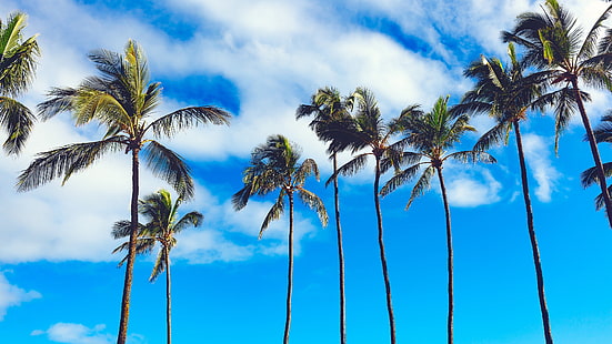 niebo, drzewo, drzewiasta roślina, palma, tropik, chmura, kokos, roślina, wiatr, Tapety HD HD wallpaper