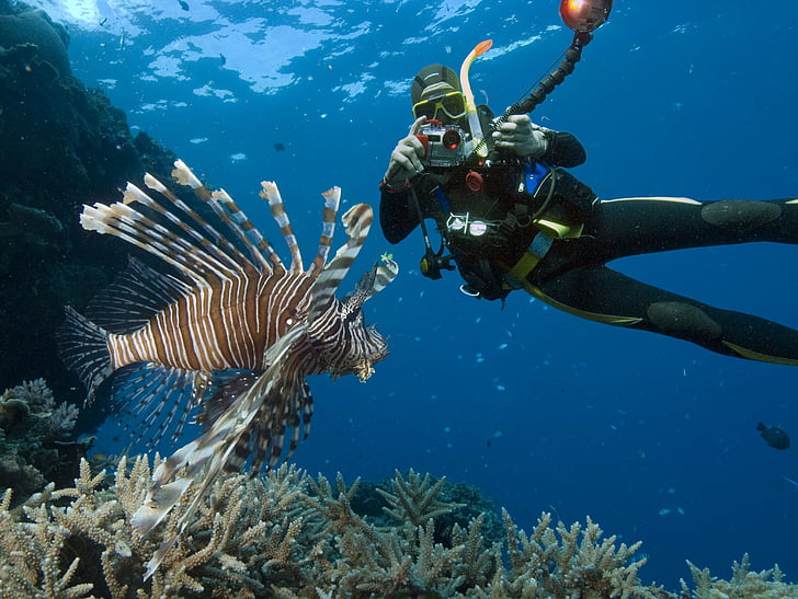 diver, diving, fish, ocean, scuba, sea, underwater, HD wallpaper