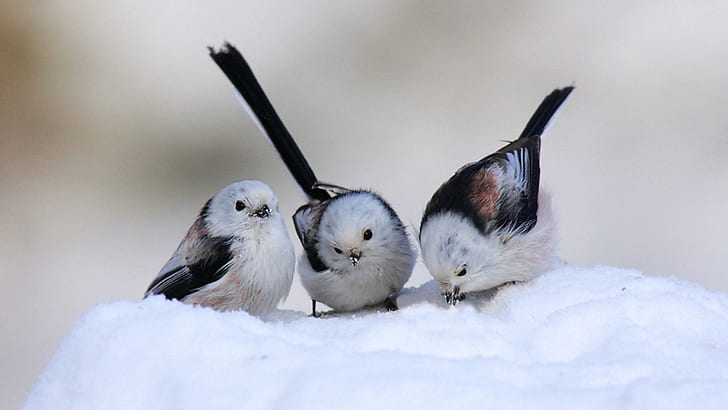 Śliczne ptaki śnieżne, śnieg, zima, ptak, zwierzę, zwierzęta, Tapety HD