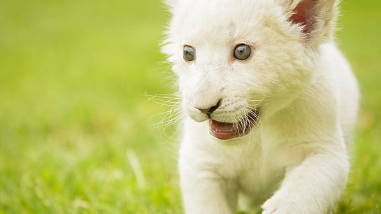 Бяло лъвче, животни, лъв, бяло, бебе, HD тапет HD wallpaper