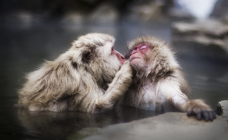 A Gentle Kiss, two white monkeys, Animals, Wild, Winter, Spring, Water, Monkeys, HD wallpaper